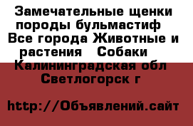 Замечательные щенки породы бульмастиф - Все города Животные и растения » Собаки   . Калининградская обл.,Светлогорск г.